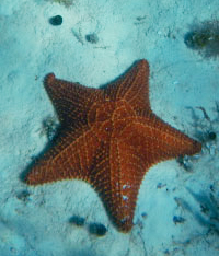 El Cielo Snorkel Tour