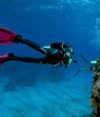 3 tank dives with lunch
