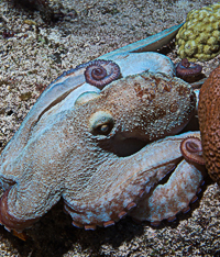 Night Dives in Cozumel