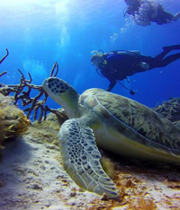 Scuba Dive Cozumel
