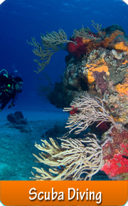 Scuba Dive Cozumel